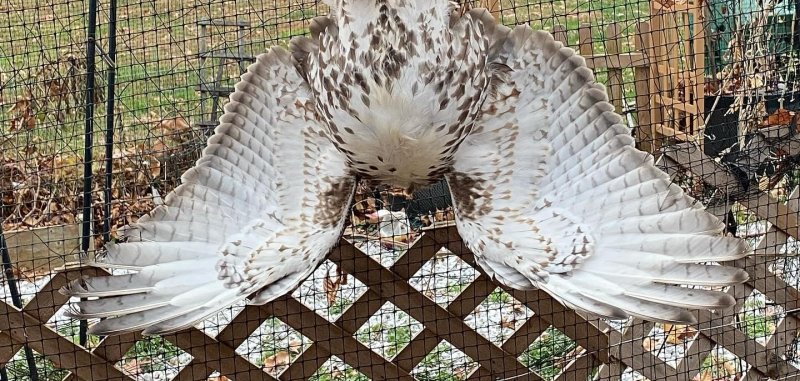 Hawk stuck in a fence chicken coop in Connecticut.