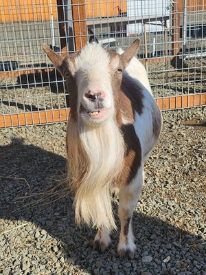 cute goat