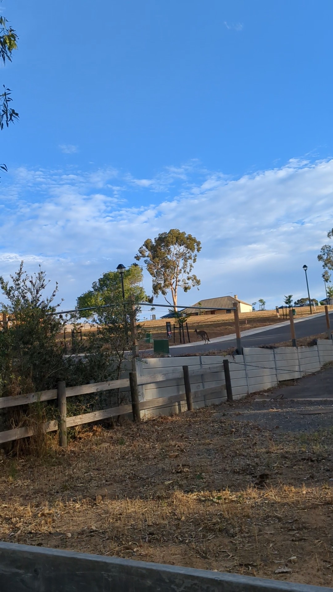 Kangaroo crossing the road in Australia. 