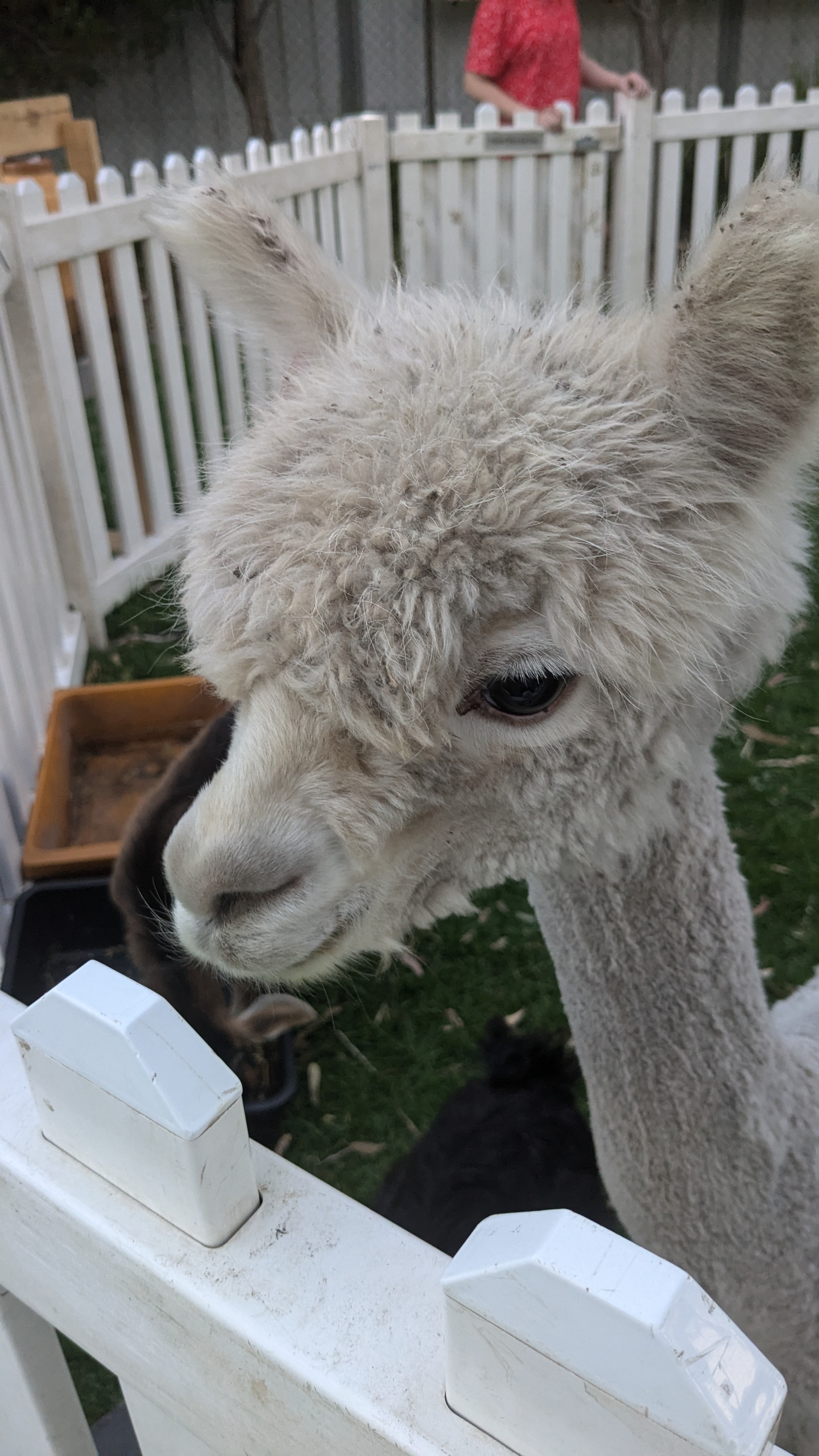 An alpaca