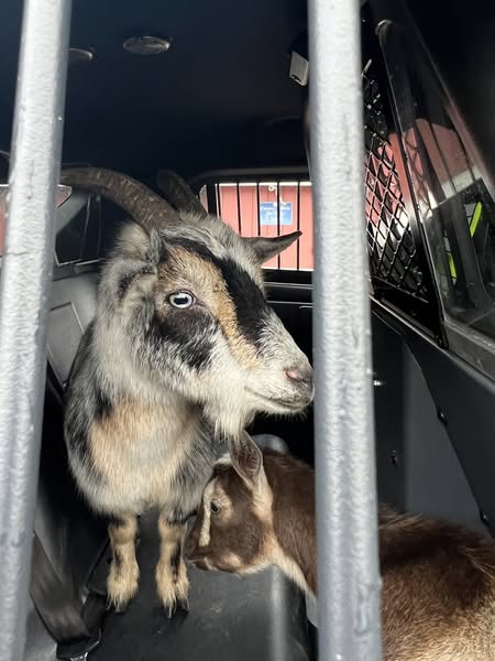 Two goats that were chasing pedestrians in Kent Washington last month caught.