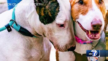 Trooper on the left gets adopted by a couple in Florida.