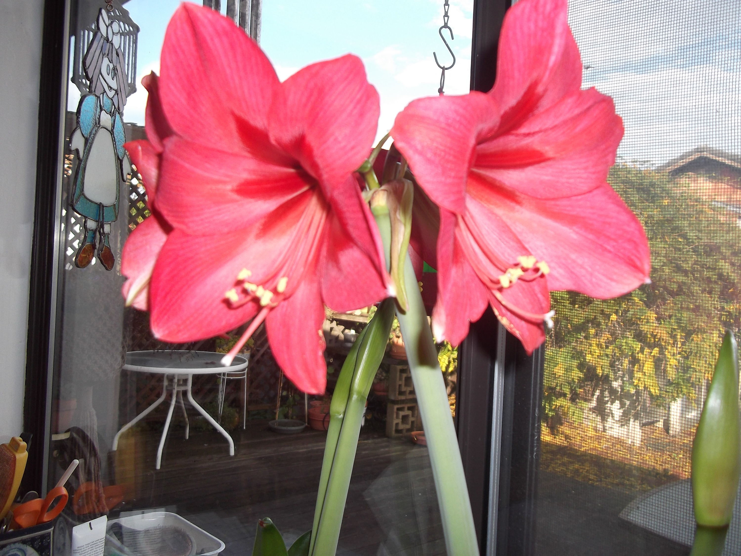 Photo of an amaryllis I once had Photo of an amaryllis I once had