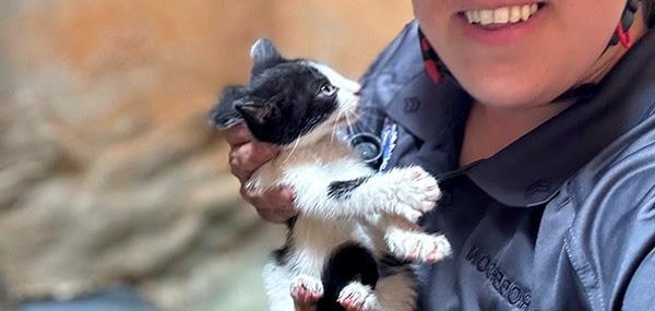 Officer Merideth Roberson rescues a kitten in a drain pipe.