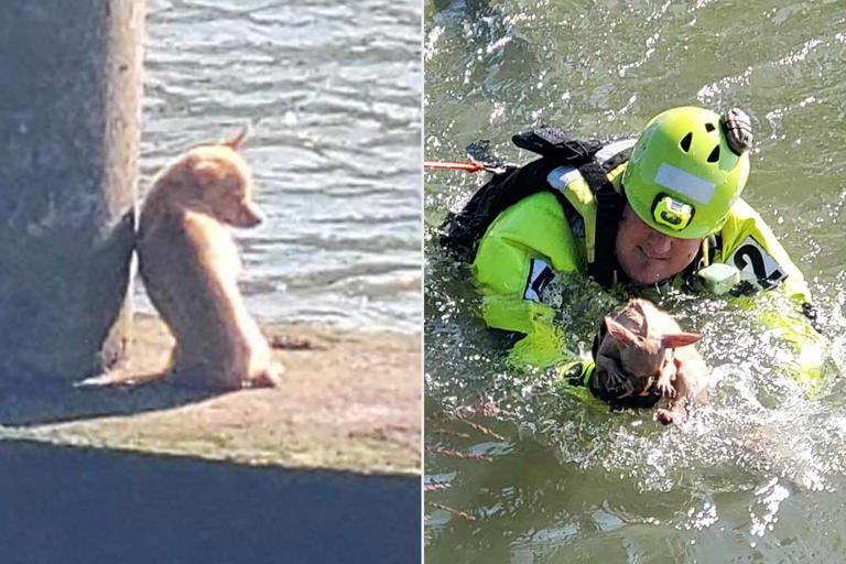 Firefighters in Texas rescue a small dog near a bayou.