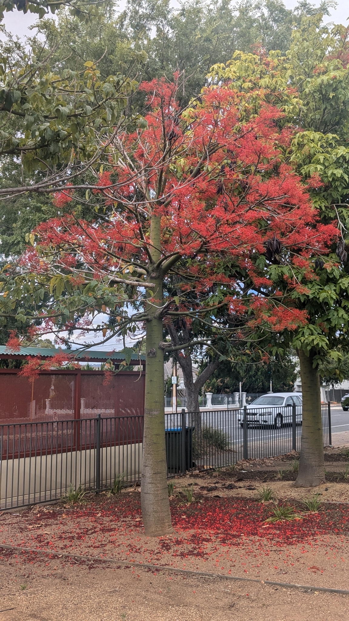 Red tree. 