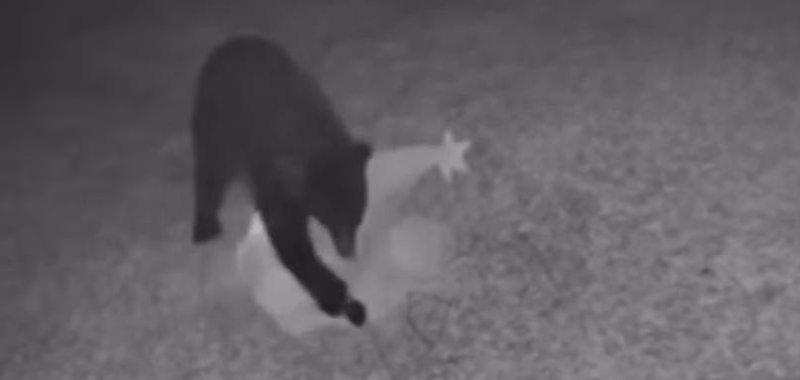 A bear steals a Grinch inflatable decoration in a home in Florida.  