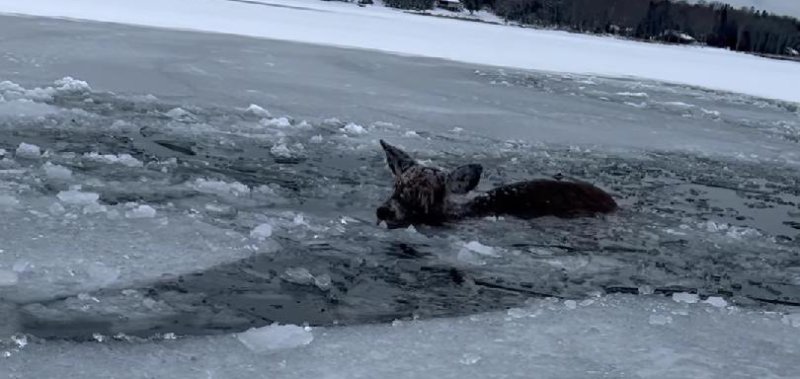 A deer gets rescued by two brothers in Michigan.