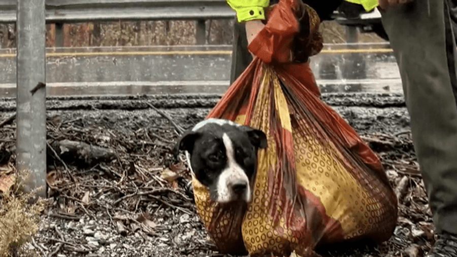 State troopers and a lineman in Tennessee rescue an injured pup 