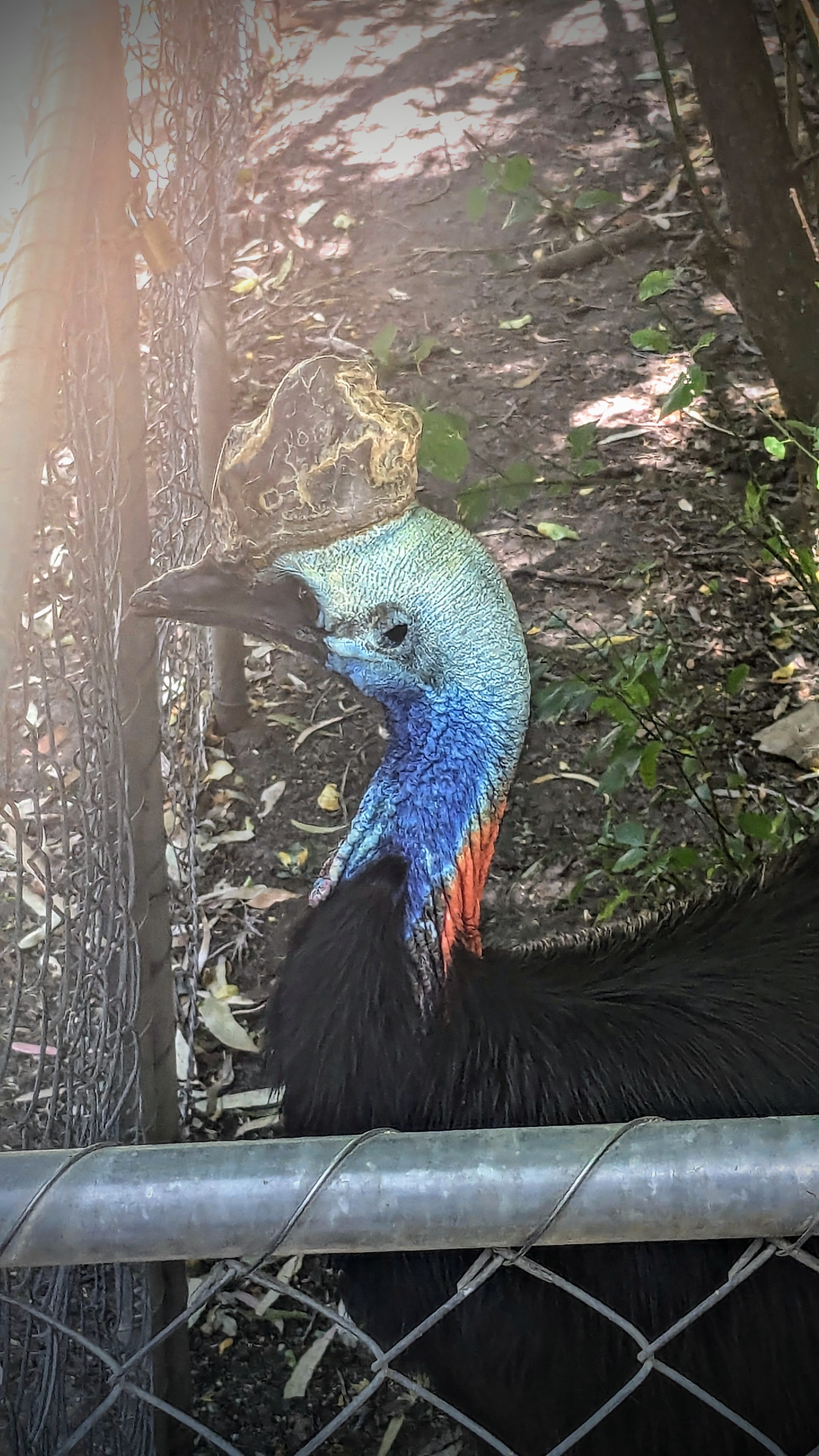 Cassowary 