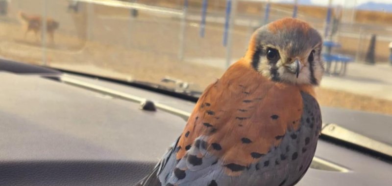 An "injured" falcon story from Arizona that is odd.