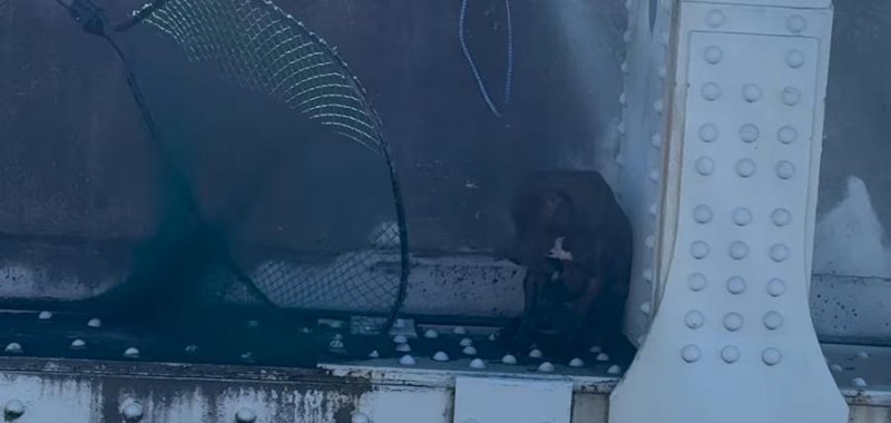 Jacksonville (FL) animal control officers rescue a dog caught on a bridge ledge. Jacksonville (FL) animal control officers rescue a dog caught on a bridge ledge.