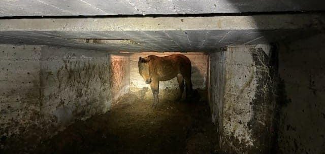 A female horse rescued in an abandoned silo in California. A female horse rescued in an abandoned silo in California.