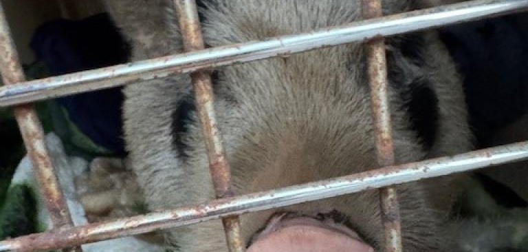 A male hog gets captured by police in Pennsylvania after being on the run. 