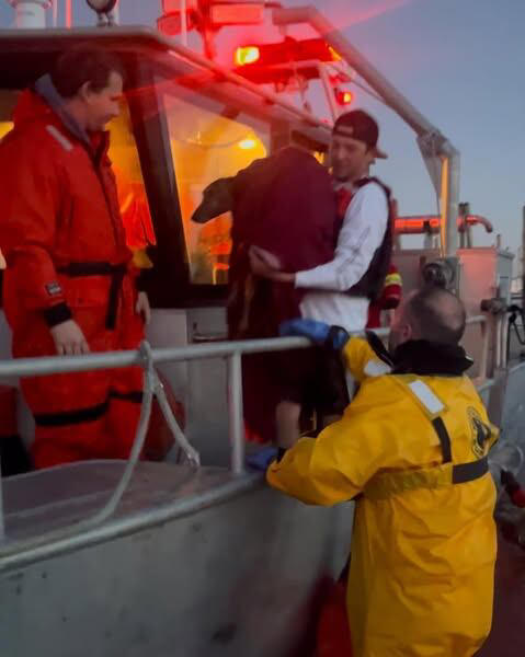 Firefighters in Branford rescue a dog that went into the sea.  