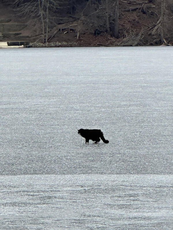 A senior cat rescued by 2 strangers in a frozen lake in Westlake Massachusetts 