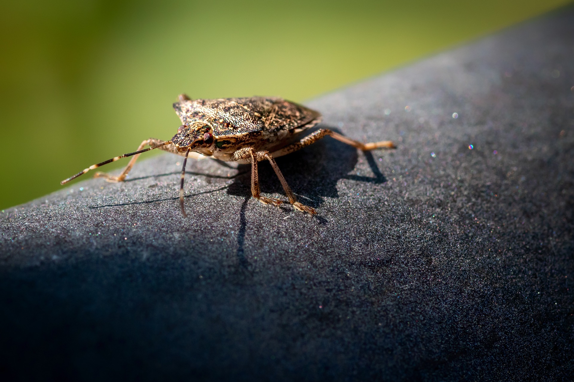 Only a stinkbug can live with a stink