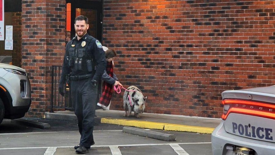 Police in Knoxville capture a loose hog outside of a restaurant on Sunday morning. Police in Knoxville capture a loose hog outside of a restaurant on Sunday morning.