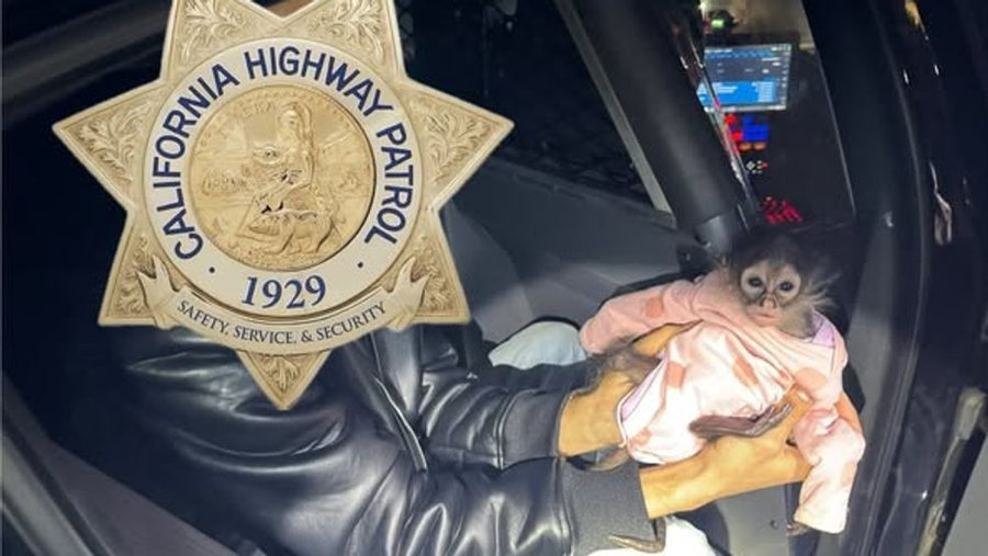 Baby spider monkey located on the jacket of a driver who was caught speeding in California.