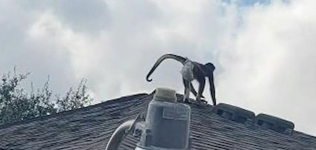 A spider monkey running on the roof of a home in San Antonio Texas last month. 