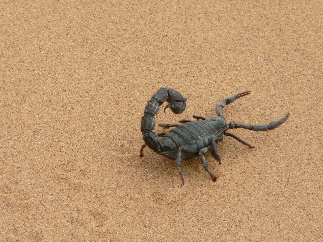 A giant scorpion