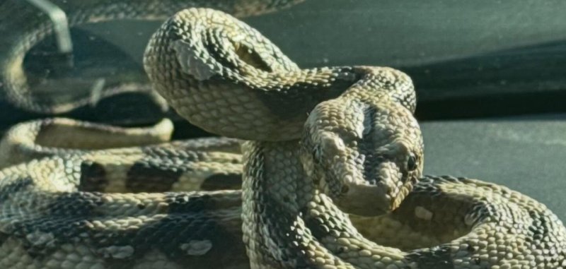 Rubber snake prank on a woman in Massachusetts. Rubber snake prank on a woman in Massachusetts.