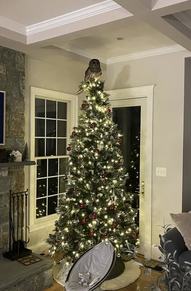 Barred Owl resting on top of a Christmas tree in Arlington Virginia.