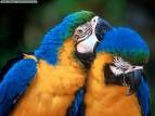 Love birds - One of my favorite pets are love birds.
