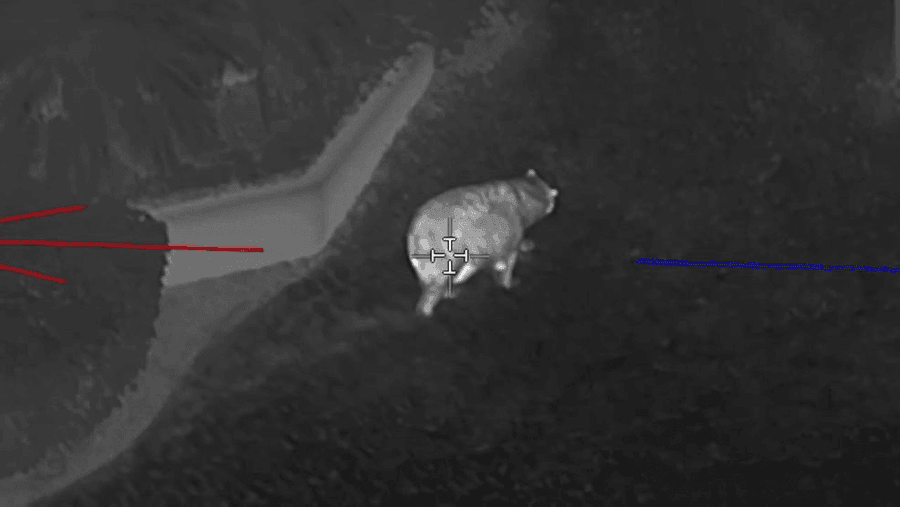 A bear seen from a helicopter in Apopka Florida on New Years Day.