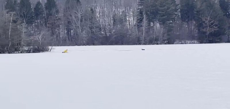 Hartford Animal Control and Firefighters rescue a deer who fell into frozen water.