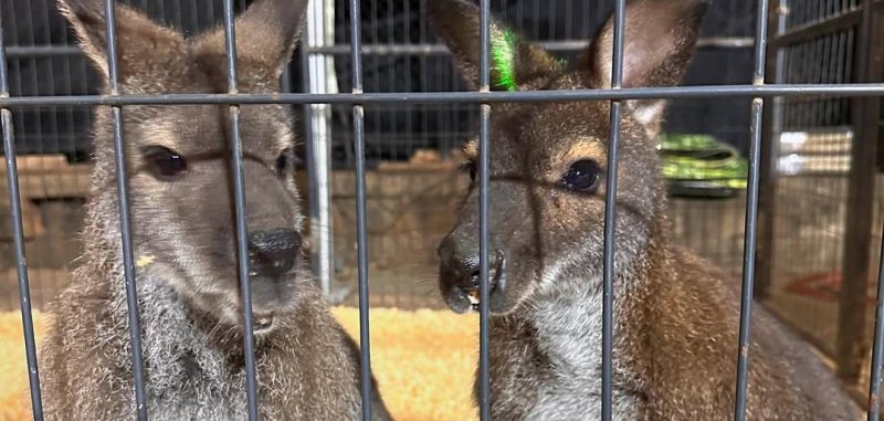 Two wallabies that escaped a zoo in South Carolina on Christmas and captured shortly. Two wallabies that escaped a zoo in South Carolina on Christmas and captured shortly.