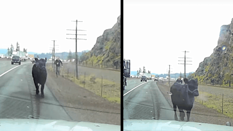 A cow walking on a highway in Oregon on New Years Day. A cow walking on a highway in Oregon on New Years Day.