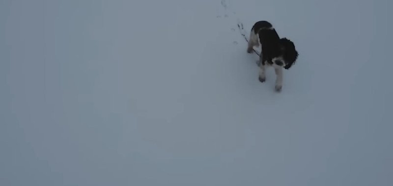 A female dog that was in a frozen lake rescued by a police officer in New Jersey. 