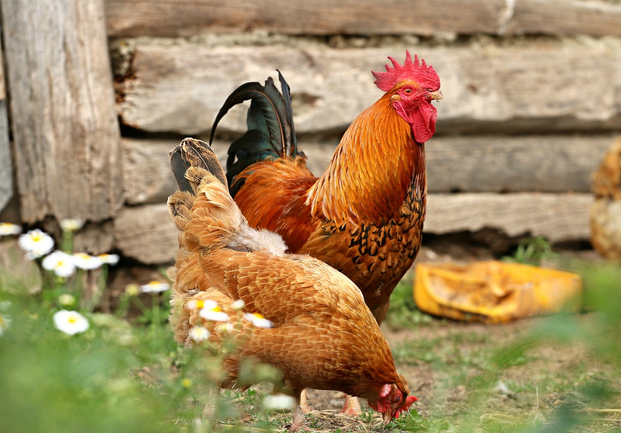 Hen going through molt, Rooster not affected much at all