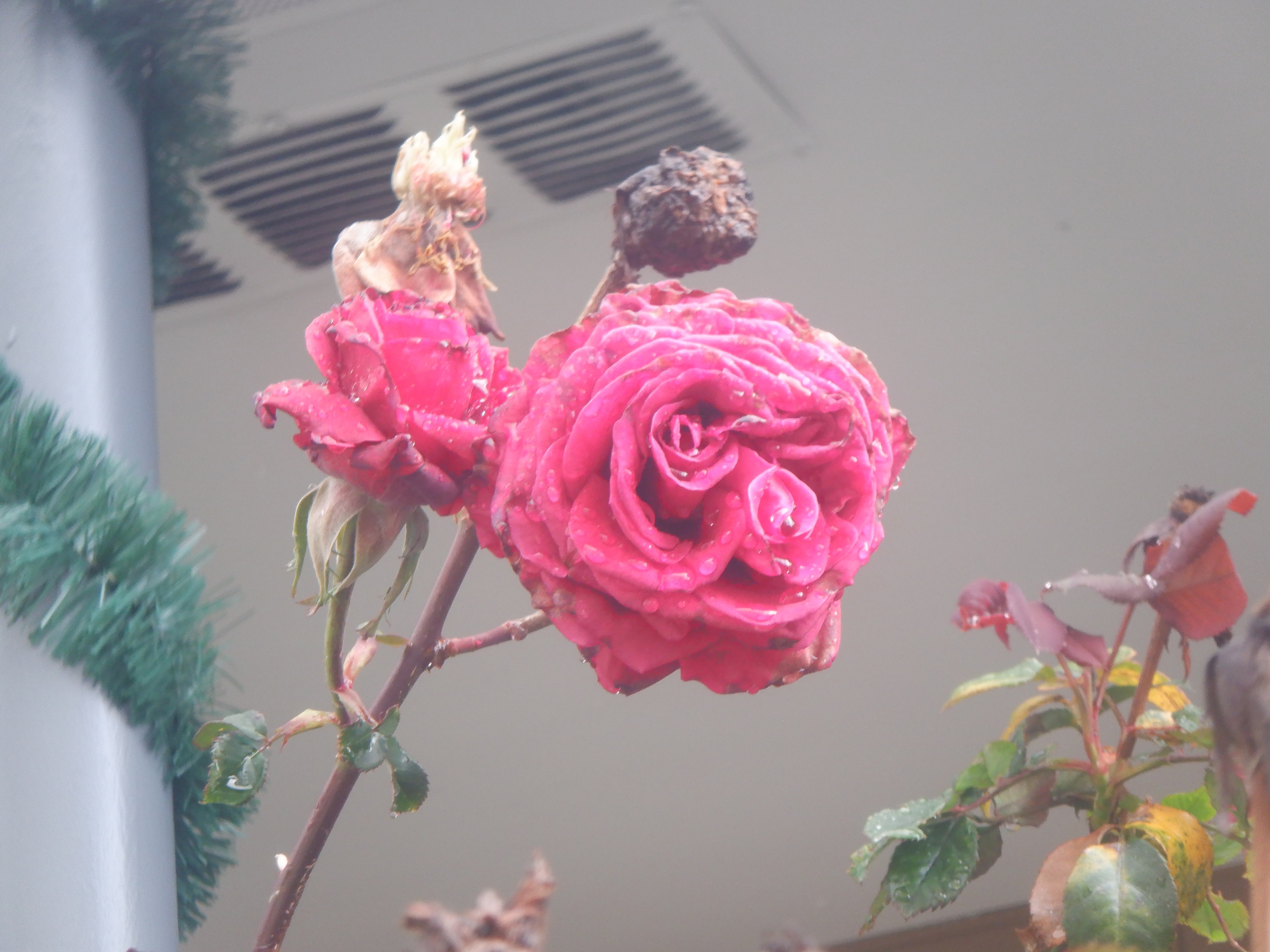 Photo taken by me 3-23-24 Photo taken by me 3-23-24