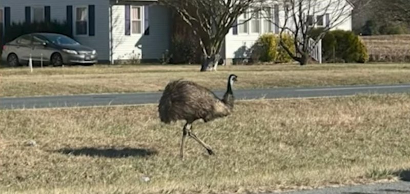 An emu on the streets of Mardela Springs Maryland on New Years Day 