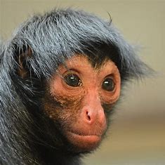 Image of a spider monkey in Jefferson County Missouri