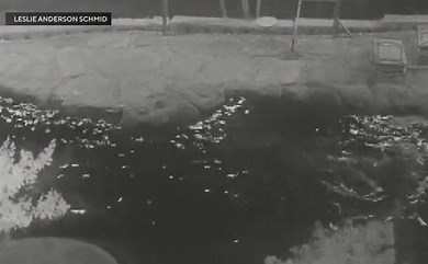 A bear was seen swimming in a pool in California.