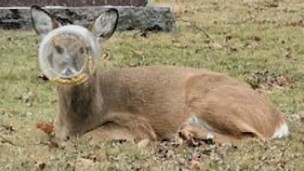 A deer with a plastic jar stuck on its head in Illinois.