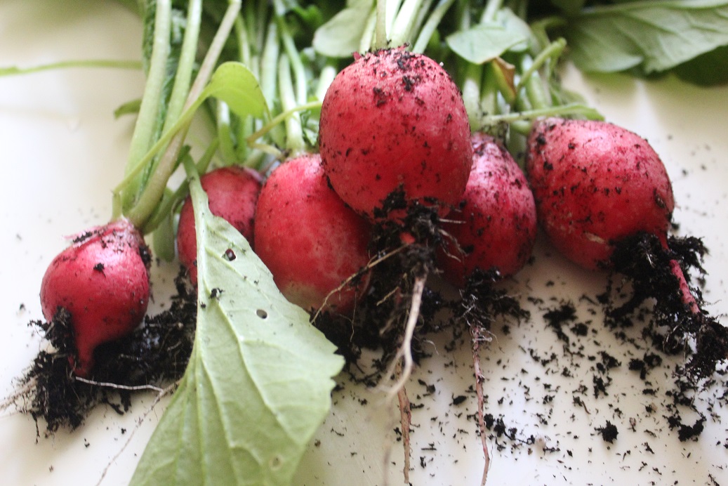 radishes