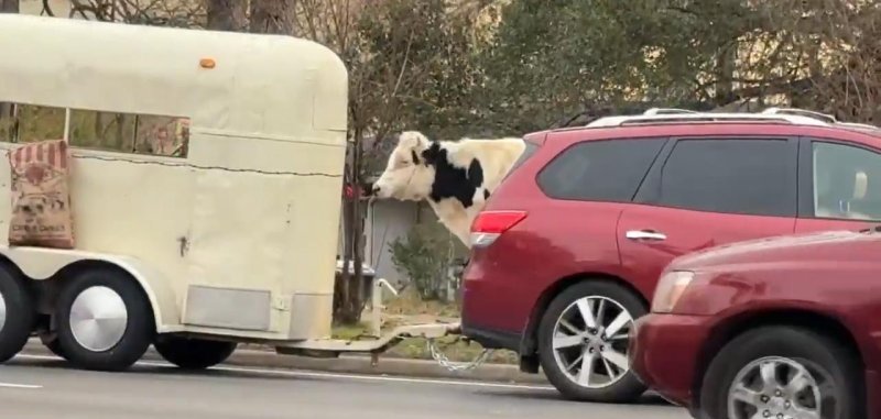 Loose cow seen in the streets of Tyler Texas. 