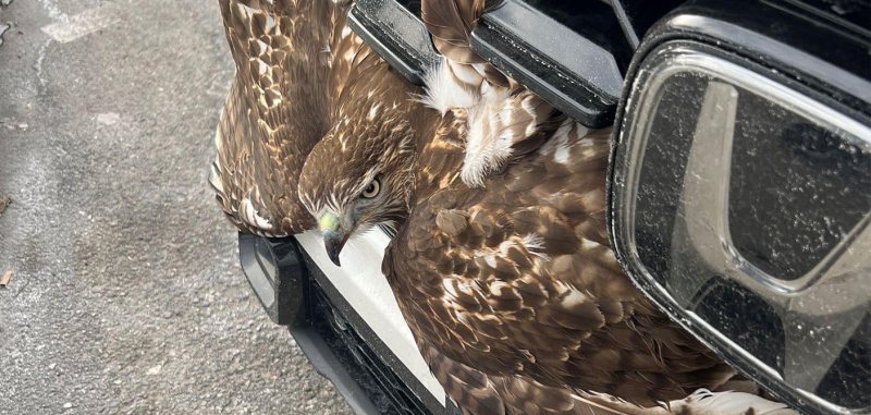 Hawk injured in an accident in Massachuetts. Hawk injured in an accident in Massachuetts.