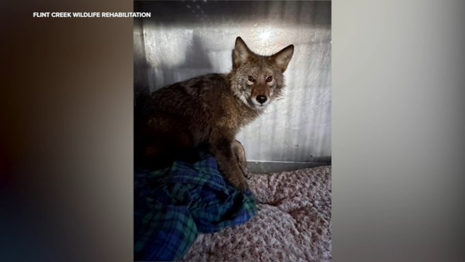 A coyote seen inside of a supermarket in Illinois.