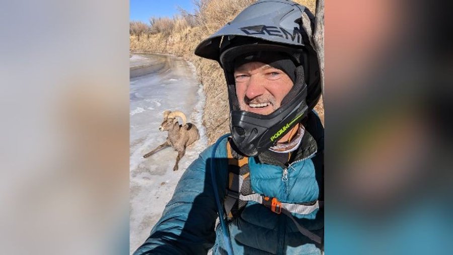 Michael Nordenstrom rescues a bighorn sheep in Utah.