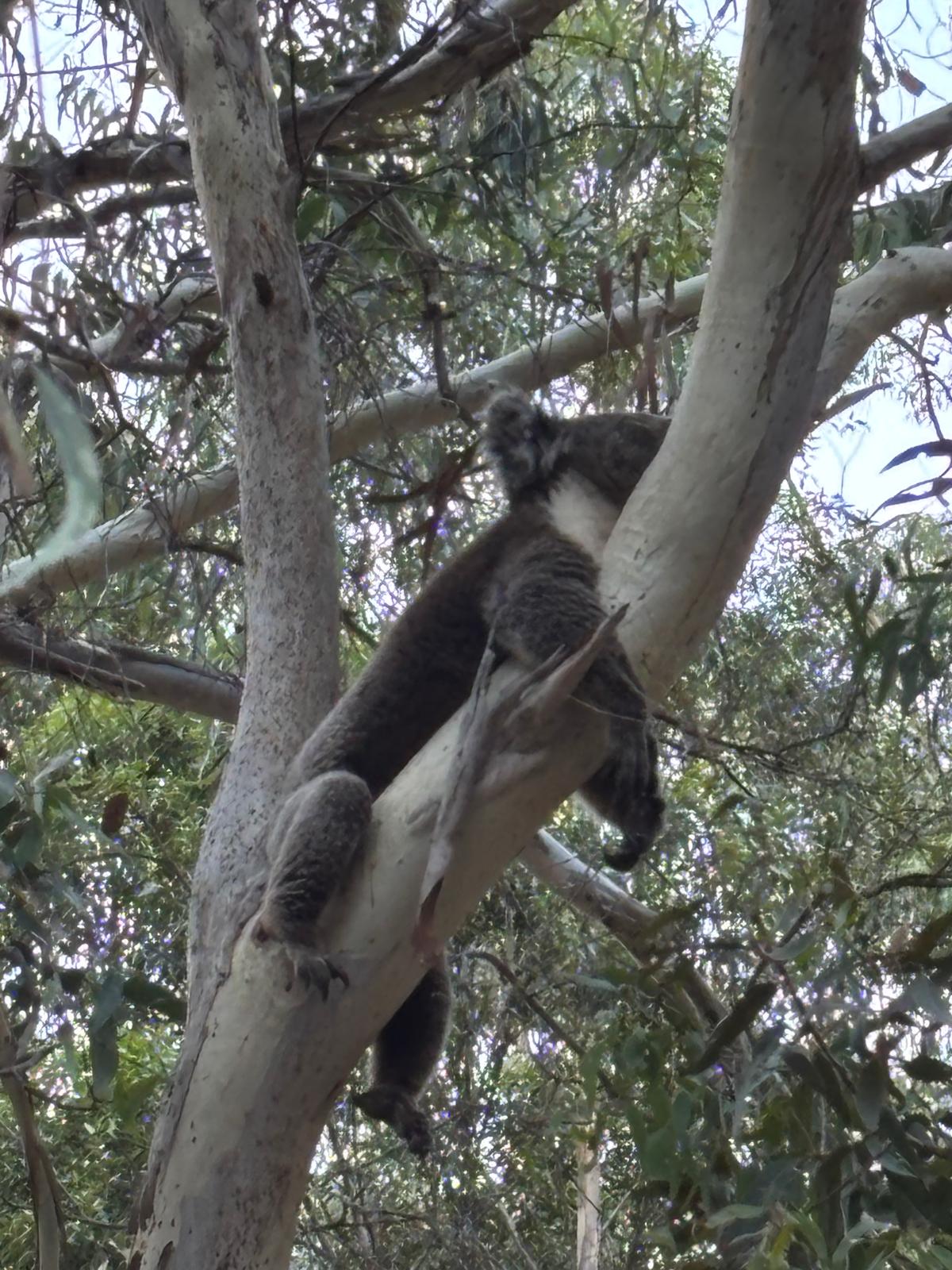 Koalas sleeping