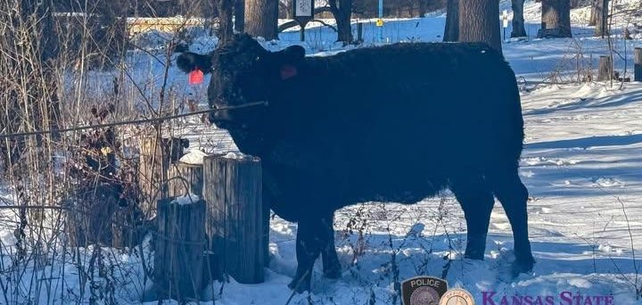 Loose cow caught in the streets of Manhattan Kansas by authorities. Loose cow caught in the streets of Manhattan Kansas by authorities.