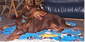 My baby girl! - My sweet doberman.