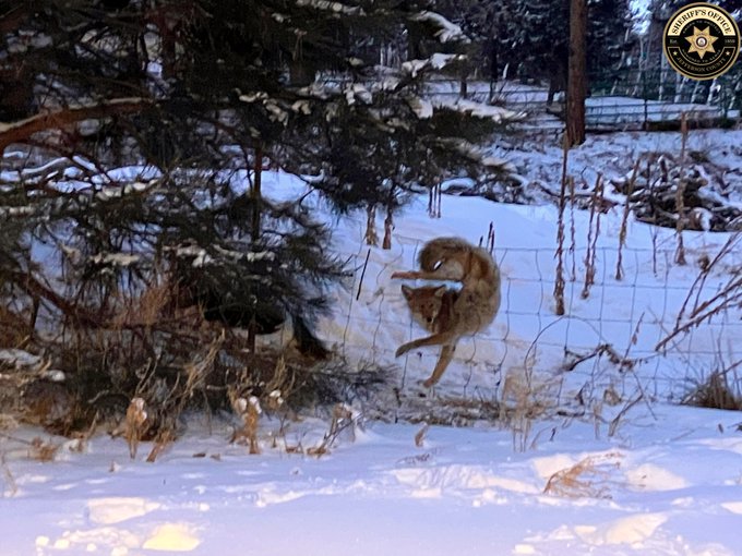 A coyote freed from a wire fence trap in Conifer Colorado.