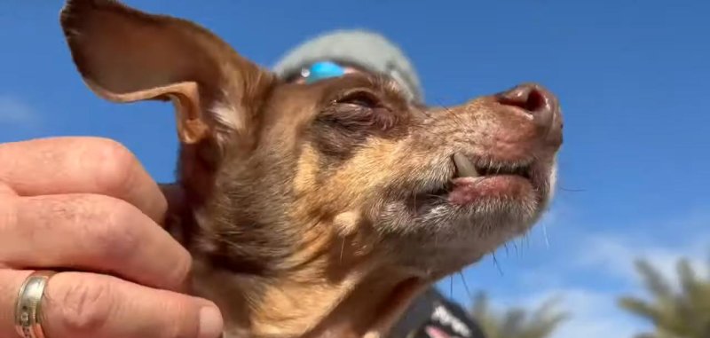 Image of a dog named Damion who was reunited with his owner after eight years apart