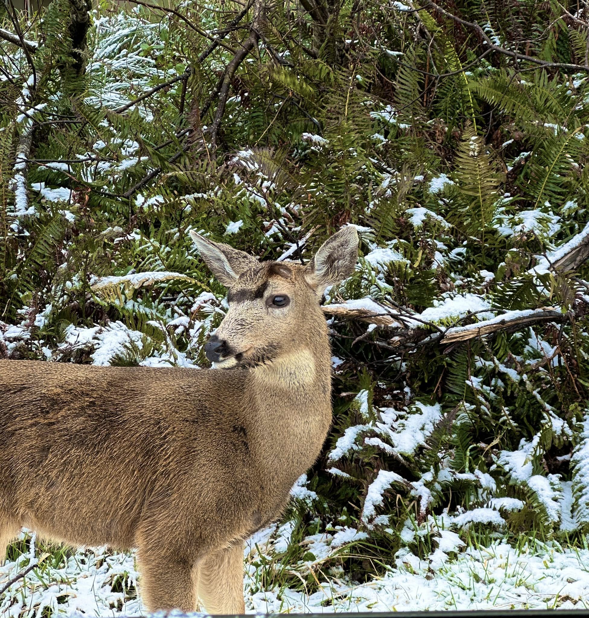 Deer at Ocean Shores